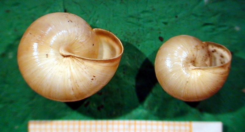 Monacha (Eutheba) rizzae (Aradas, 1844) (SR)